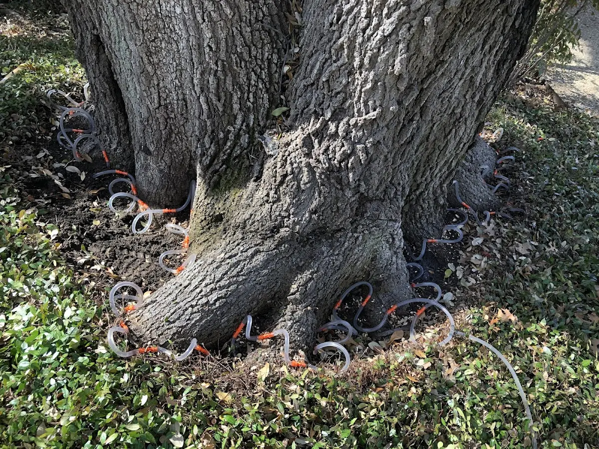 Detailed Tree Cabling and Bracing job site in Forreston