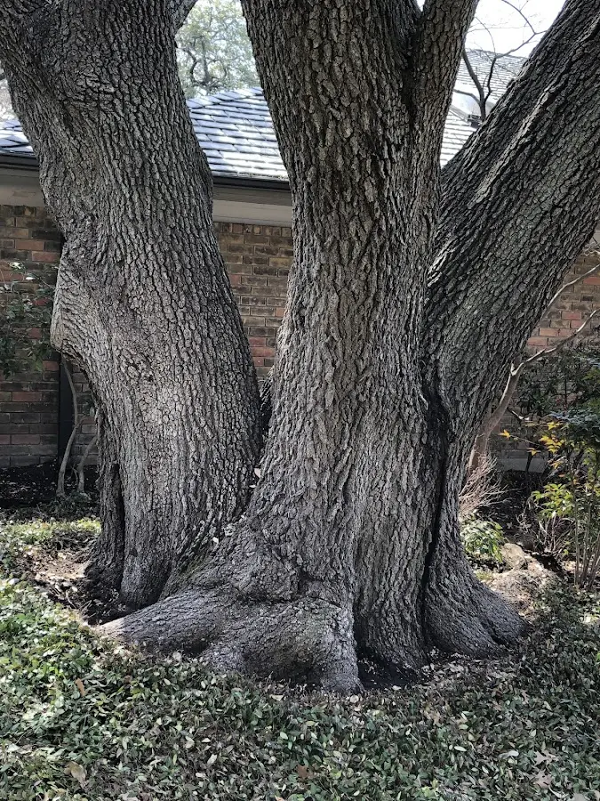 Mature heritage tree close to a Forreston property cared for by certified arborists